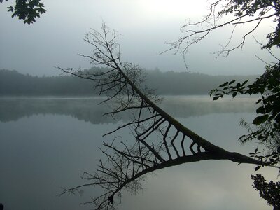 Lake fog tree
