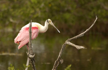 Roseate Spoonbill resting in low tree photo