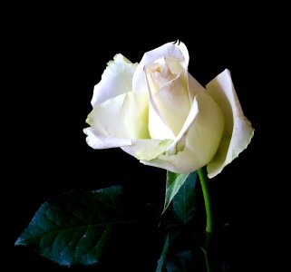 Nature rose bloom flower
