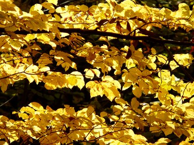 Forest golden autumn golden october photo