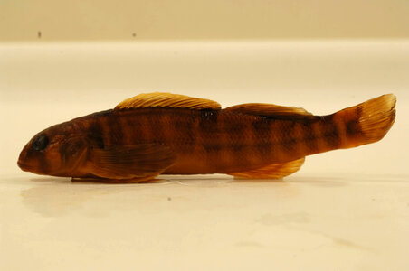 Etheostoma osburni-2