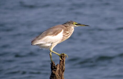 Bird wader stalker