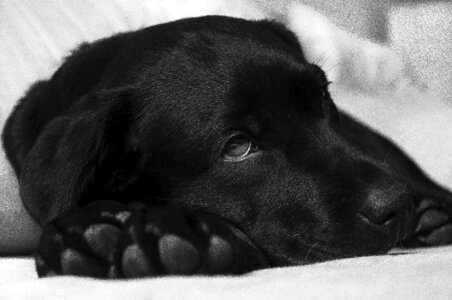 Doggy sight pet
