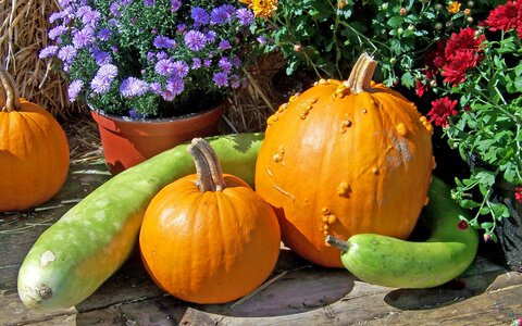 Flowers halloween still life