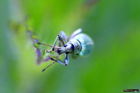 Polydrosus sericeus macro close up