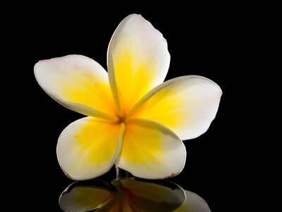 White yellow frangipani photo