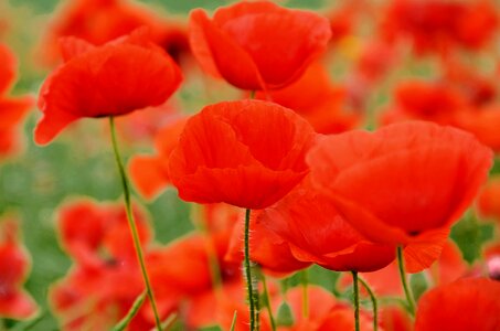 Poppy nature meadow flower