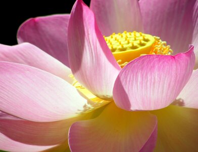 Water lily floral plant photo
