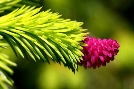 Beautiful bloom blooming