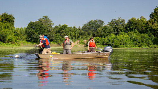 Alligator gar-3 photo