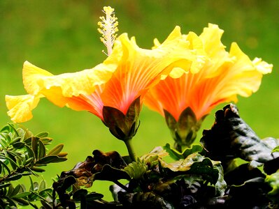 Petals pistil yellow
