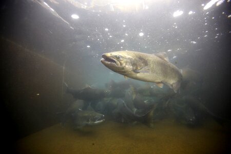 Autumn fish fish farm