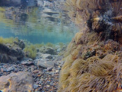 Anemone reflection beach photo