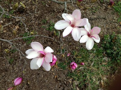 Natural blossom bloom photo