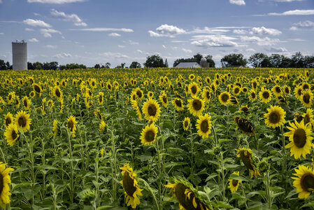 Lots of sunflowers at Pope Conservancy Farm photo