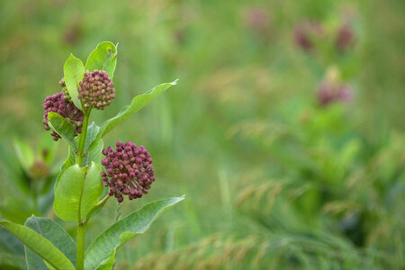 Common Milkweed-2 photo