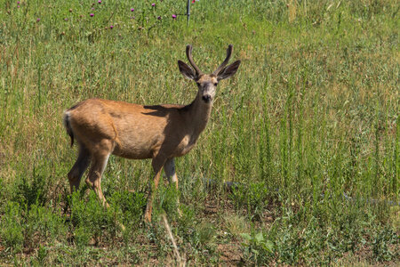 Mule deer in velvet-2