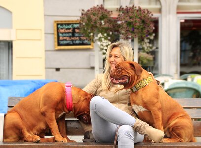 Street mastiffs french photo