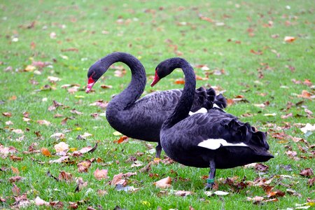 Black Swans