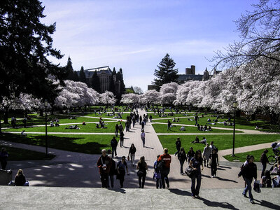 University of Washington Quad in spring in Seattle photo
