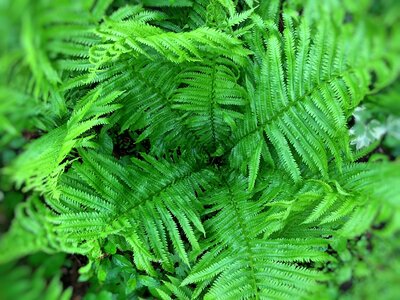 Natural foliage fresh