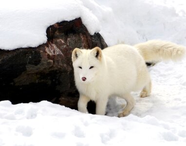 Animal arctic carnivore photo