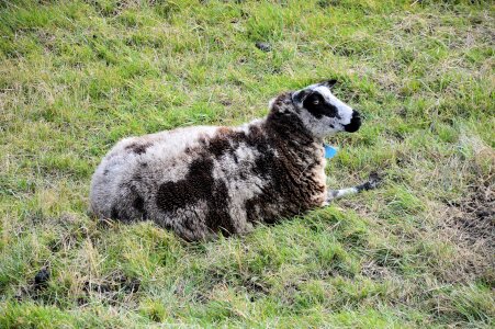 Animal field lying photo