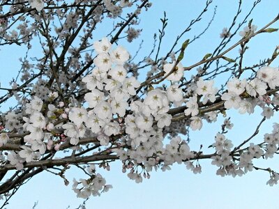 Spring flowers japan flower spring