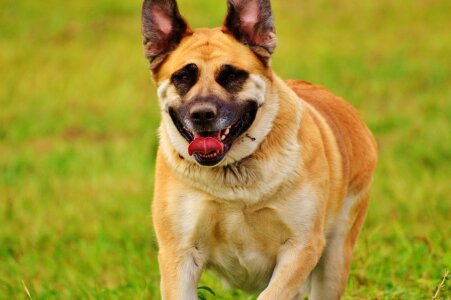 Animal pet cute