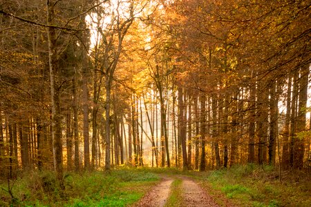 Sun backlighting trees photo