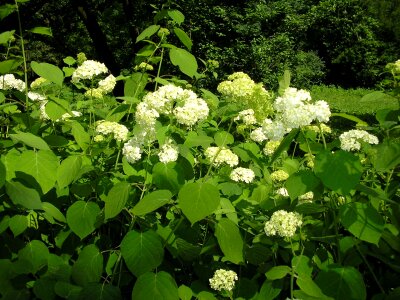 Natural blossom bloom