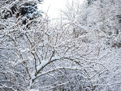 Snowed in winter forest wintry