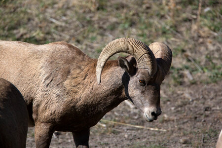 Rocky Mountain Bighorn sheep close-up-1