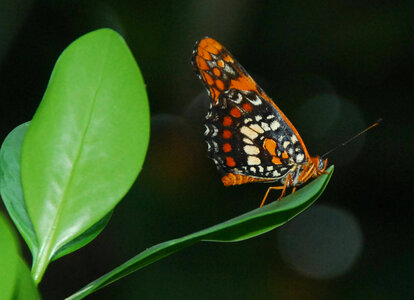 Mariposa Harlequin Butterfly