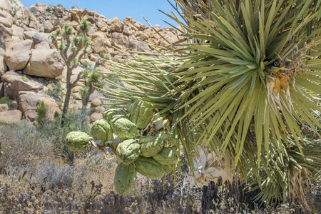 Joshua Tree fruits