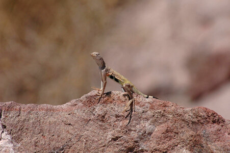 Zebra-tailed Lizard-8