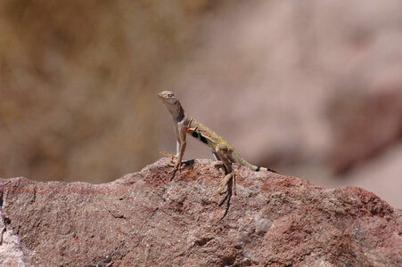 Zebra-tailed Lizard-8 photo