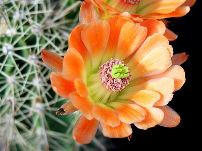Blossoming cactus macro photo