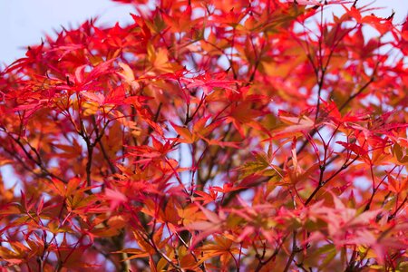 Autumn branch flora