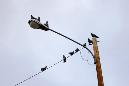 Bird electricity lamp photo