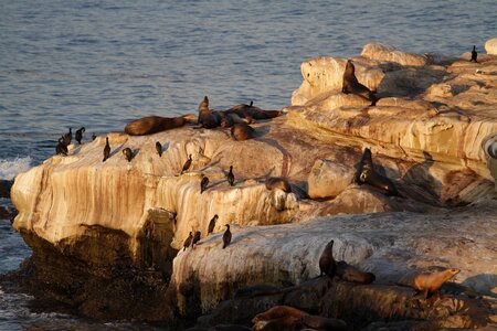 Seals seal sea lions photo