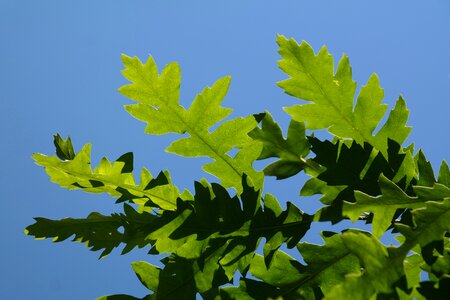 Shine through light green jagged