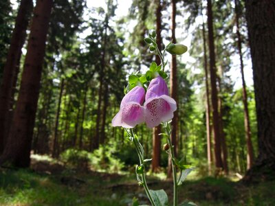 Pink digitalis purpurea common foxglove photo