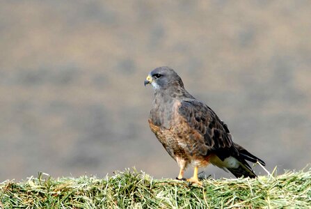Background bird falcon