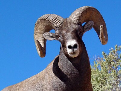 Nature horns ram photo