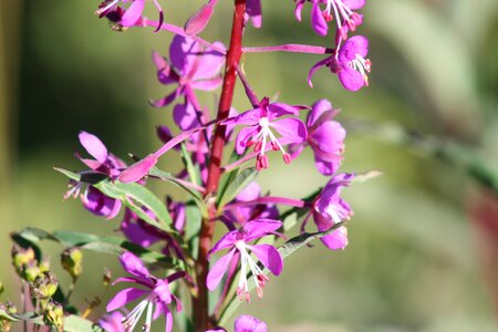 Mt Rainier National Park Wildflowers Summer photo