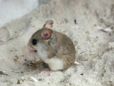 Perdido Key beach mouse-4 photo