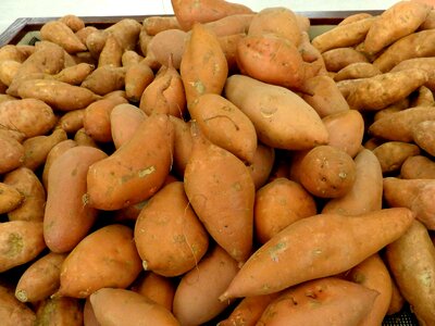 Agriculture potato potatoes