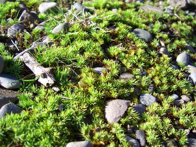 Fauna green natural