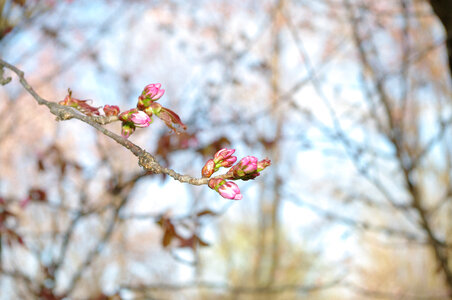 90 Cherry tree